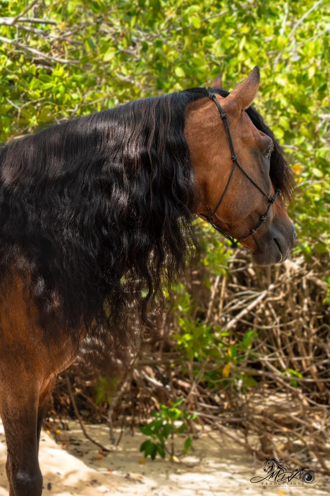 Close-up of Hennessy's dark mane among the mangrove branches