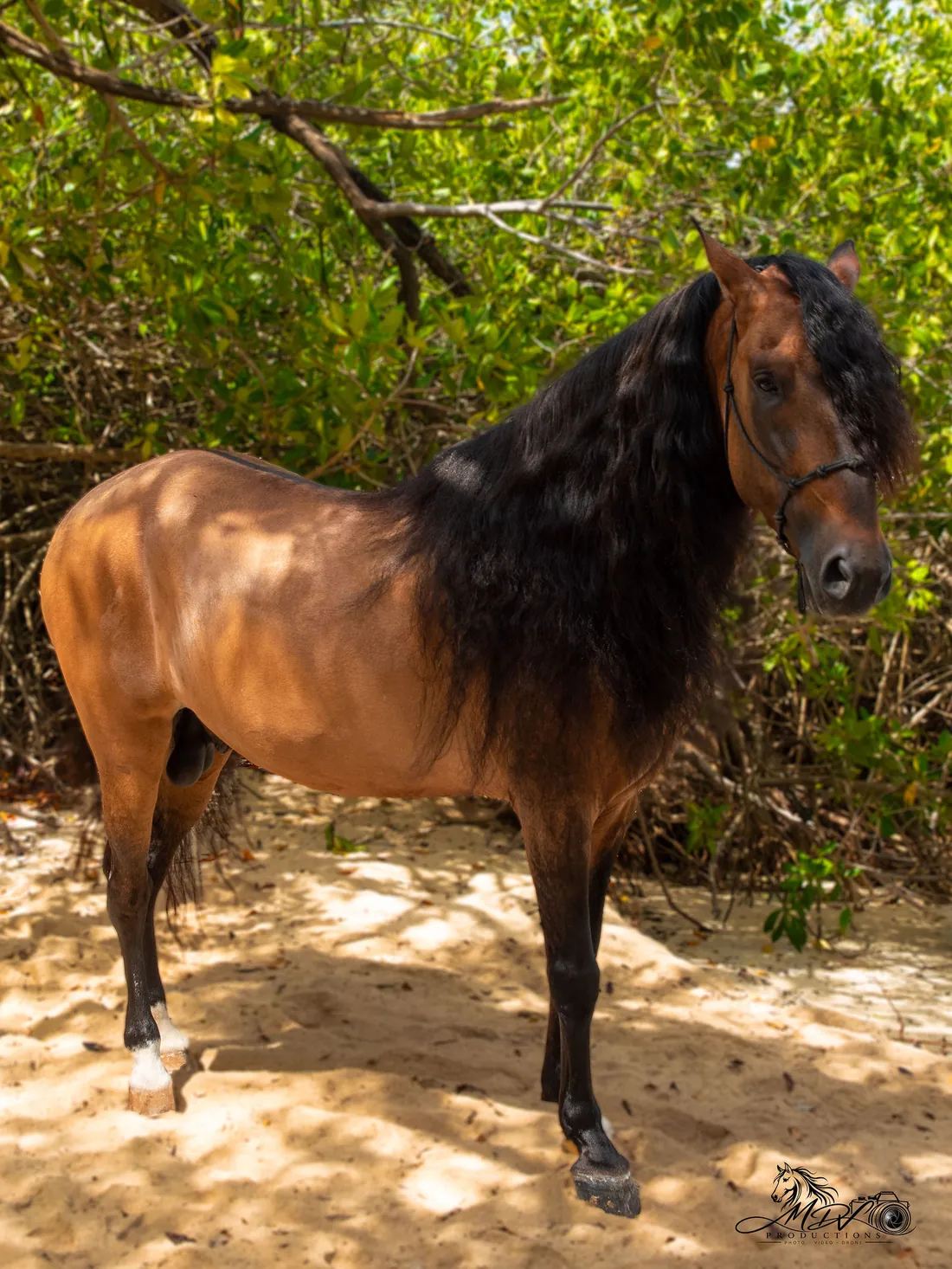 Hennessy standing in the greenery at Mangel Halto on Aruba
